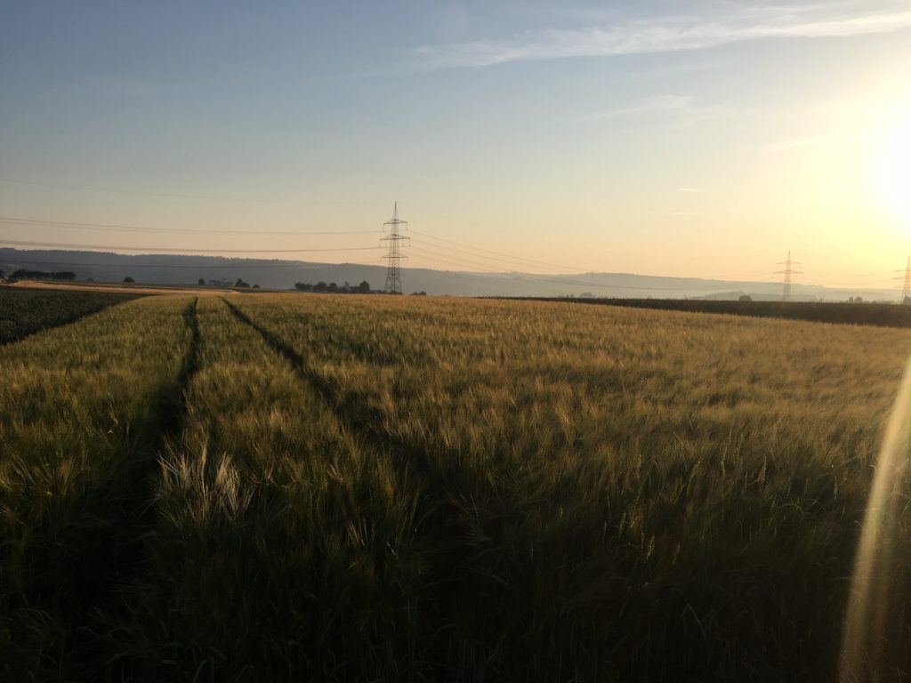Morgenstimmung mit Getreidefeld